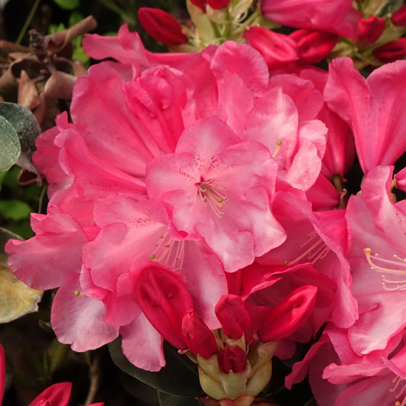 Rhododendron williamsianum Gartendirektor Glocker (Flowering)