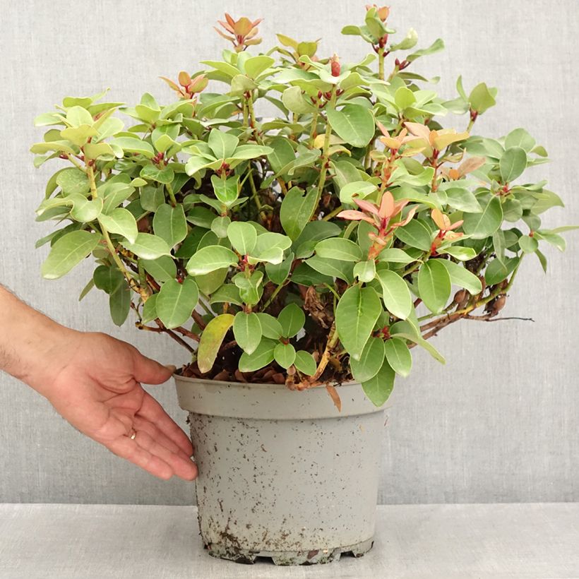 Exemplar von Rhododendron williamsianum Gartendirektor Glocker Topf mit 4L/5L wie im Sommer geliefert