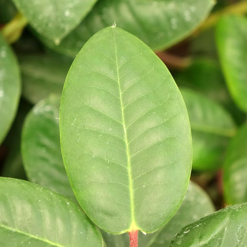 Rhododendron williamsianum Gartendirektor Rieger (Foliage)