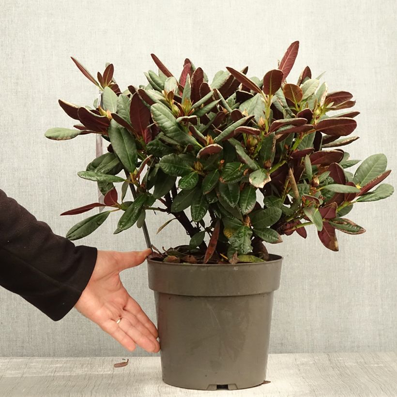 Example of Rhododendron Wine & Roses Topf mit 6L/7L as you get in automne