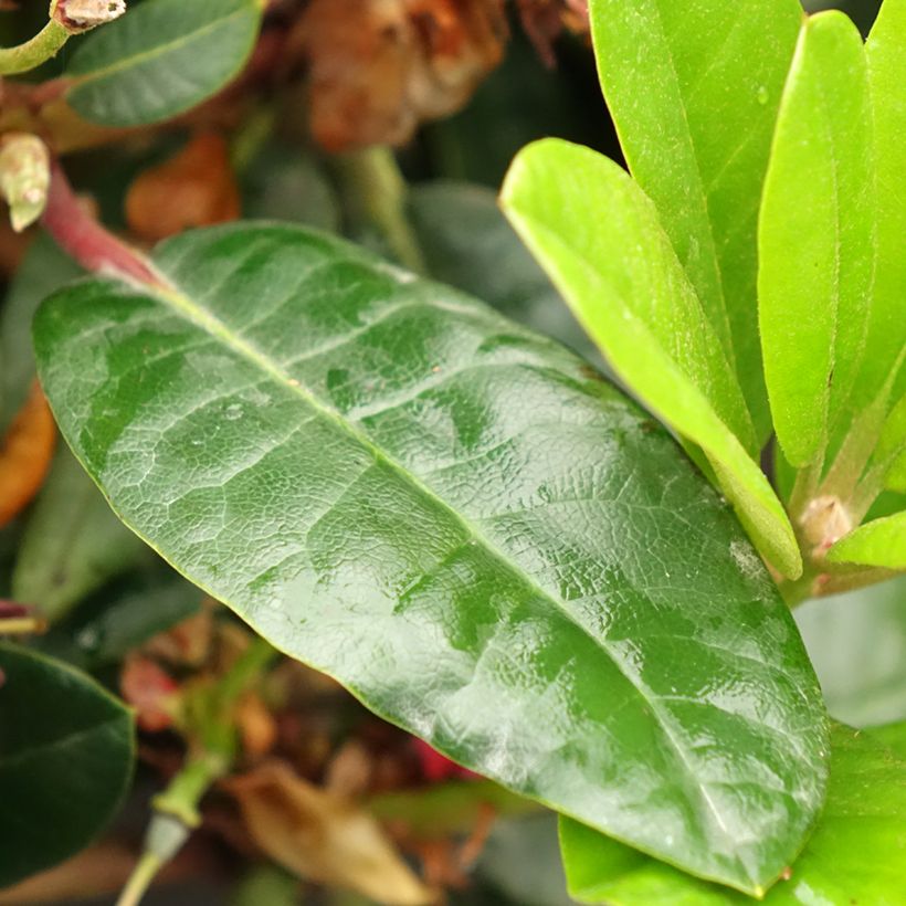 Rhododendron haematodes Lisetta (Foliage)