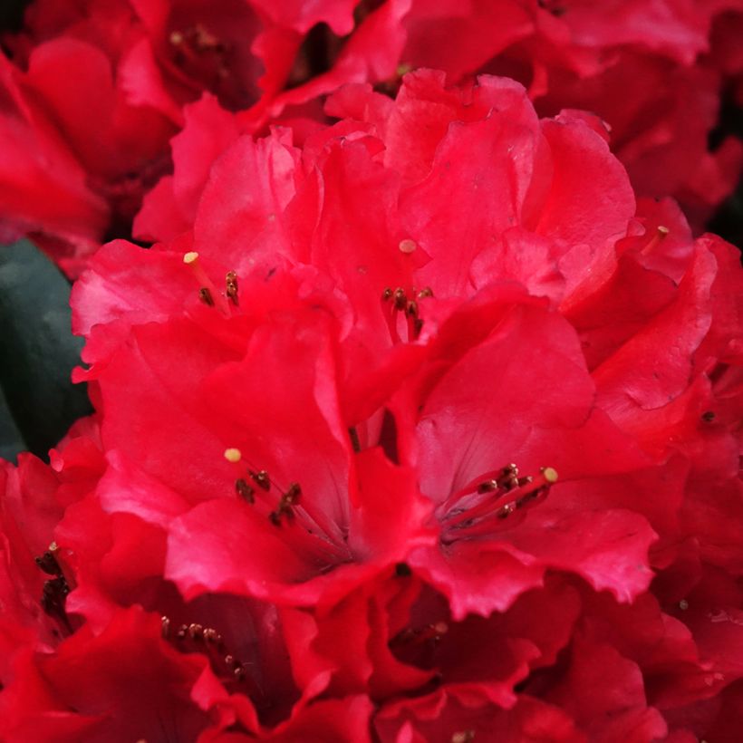 Rhododendron haematodes Lisetta (Flowering)