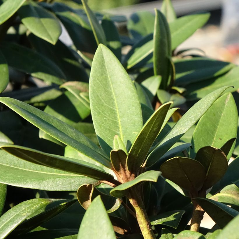 Rhododendron yakushimanum Anuschka (Foliage)