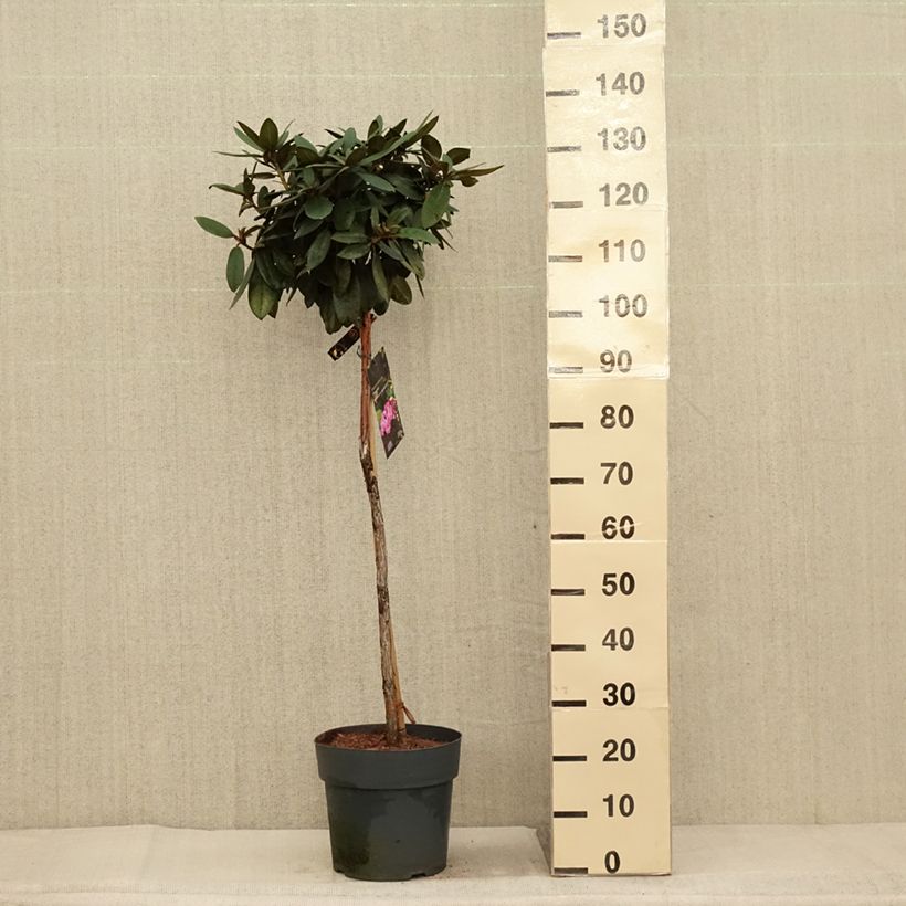 Example of Rhododendron yakushimanum Anuschka Topf mit 7,5L/10L as you get in automne