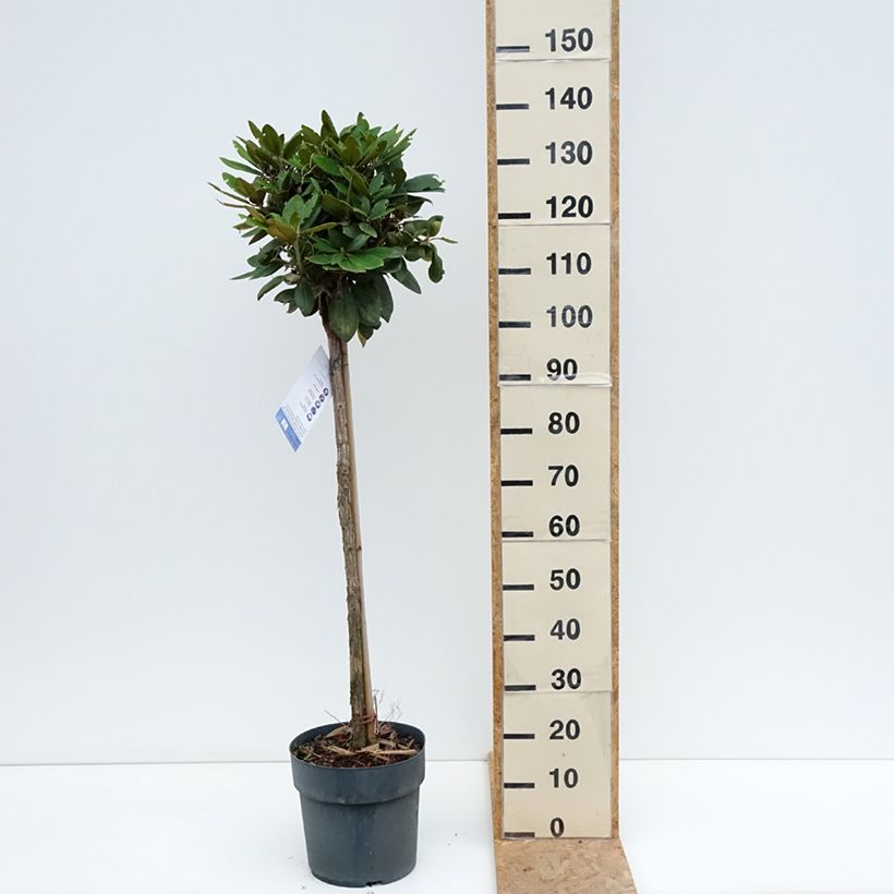 Exemplar von Rhododendron yakushimanum Anuschka Topf mit 7,5L/10L, Stamm wie im Sommer geliefert