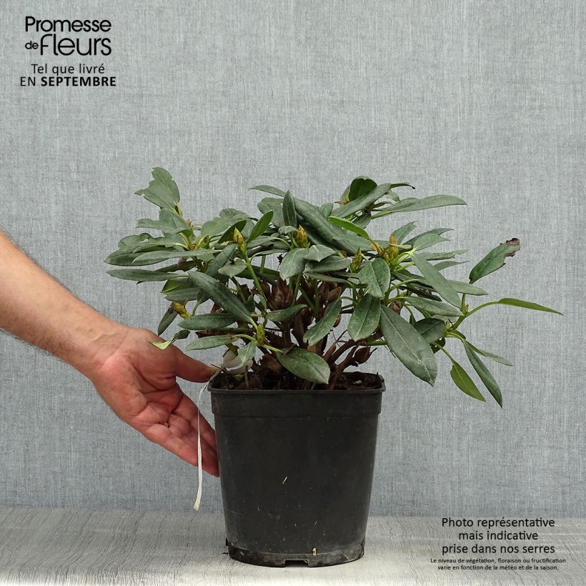 Example of Rhododendron yakushimanum Barbarella Topf mit 4L/5L as you get in automne