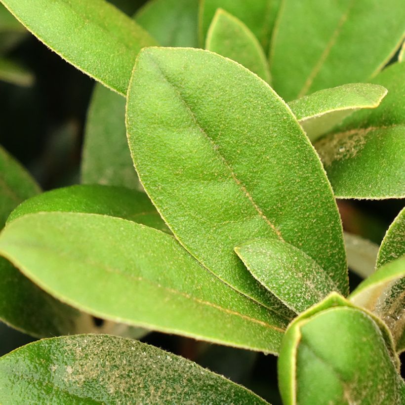 Rhododendron INKARHO® Debbie Dane - Yaku rhododendron (Foliage)