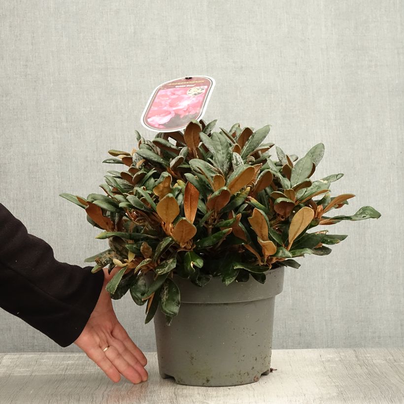 Example of Rhododendron INKARHO® Debbie Dane - Yaku rhododendron Topf mit 4L/5L as you get in automne