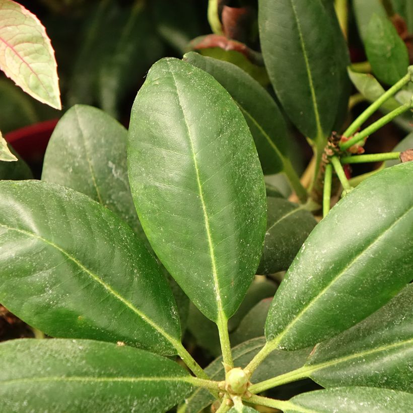 Rhododendron yakushimanum Easydendron Bohlken's Laura (Foliage)