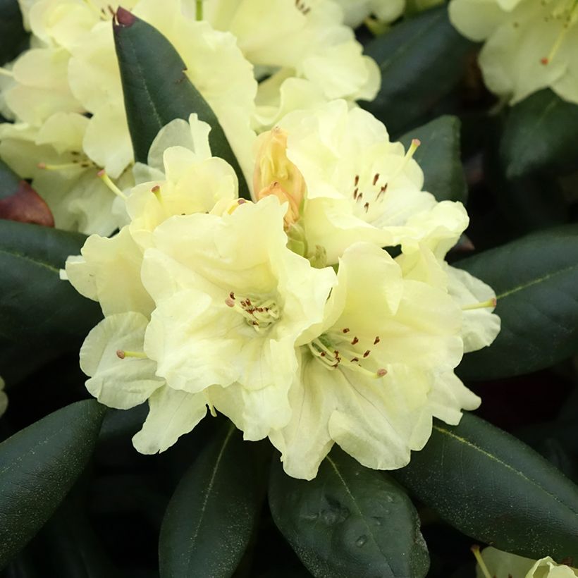 Rhododendron yakushimanum Easydendron Bohlken's Laura (Flowering)