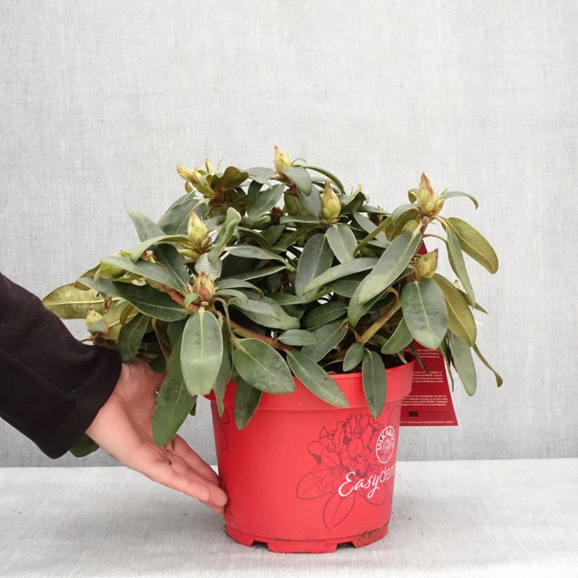 Exemplar von Rhododendron INKARHO® Bohlken's Roter Stern® - Yaku rhododendron Topf mit 4L/5L wie im Winter geliefert