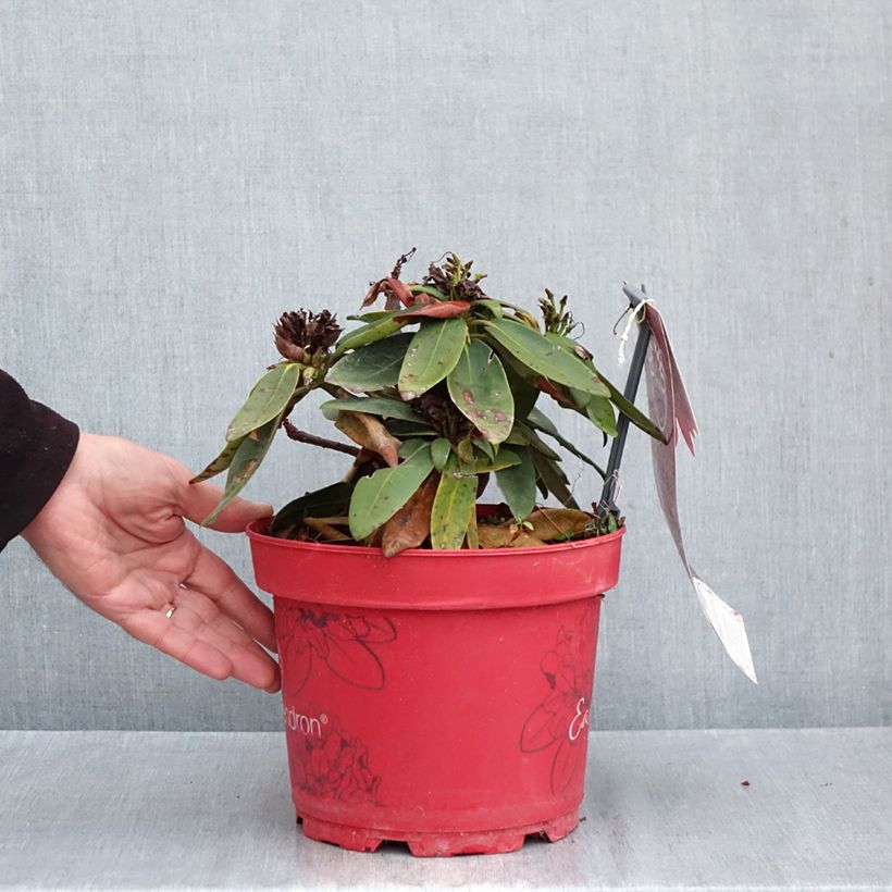 Exemplar von Rhododendron INKARHO® Bohlken's Roter Stern® - Yaku rhododendron Topf mit 4L/5L wie im Herbst geliefert