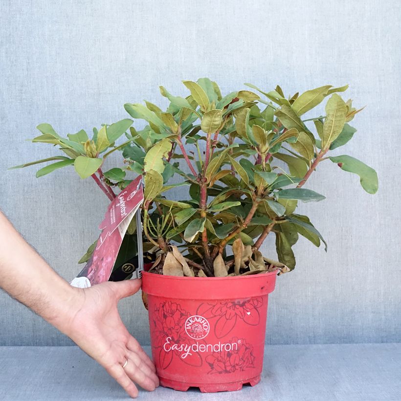 Example of Rhododendron INKARHO® Bohlken's Roter Stern® - Yaku rhododendron Topf mit 4L/5L as you get in ete