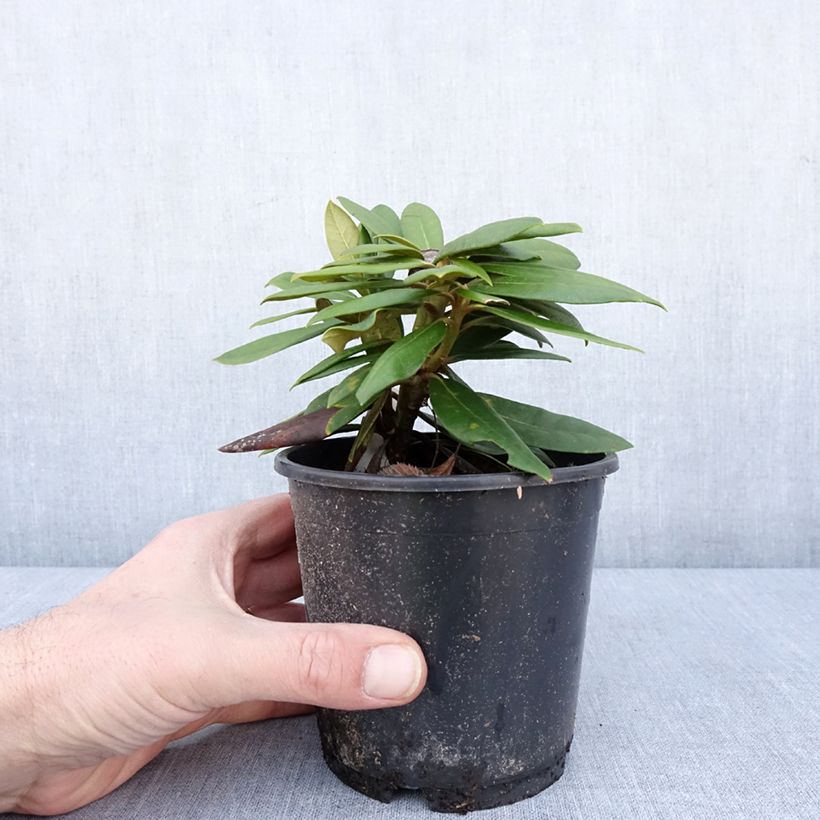 Example of Rhododendron yakushimanum Kalinka Topf 12 cm / 13 cm as you get in hiver