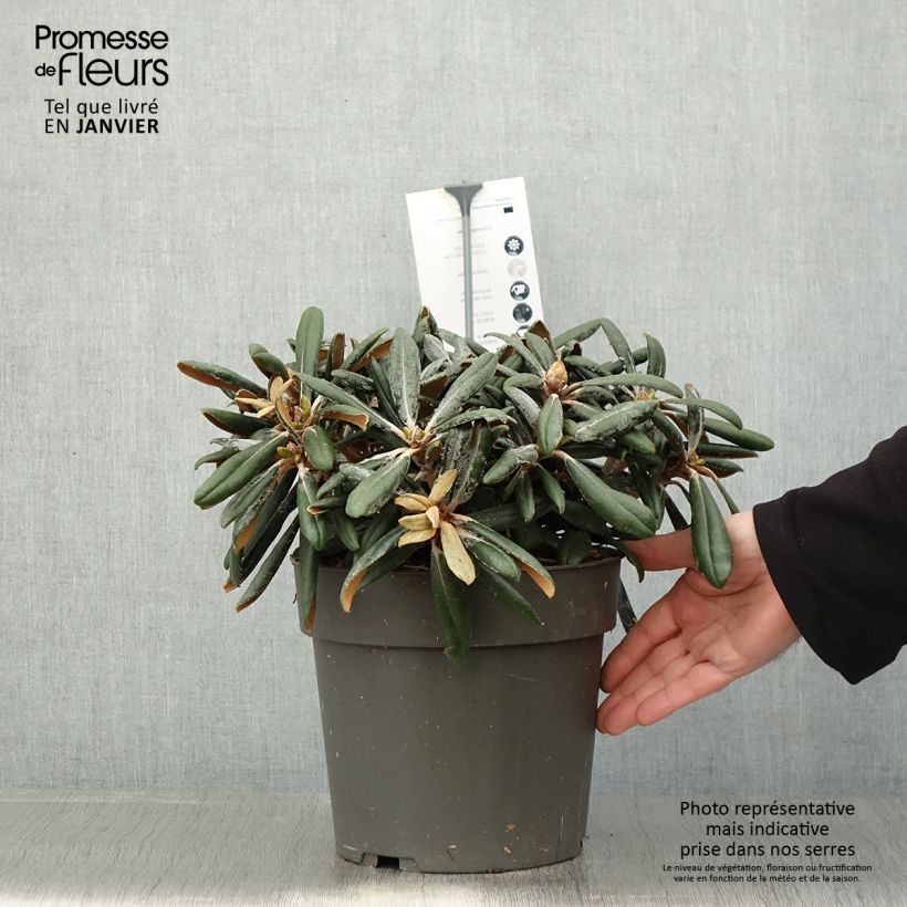Exemplar von Rhododendron yakushimanum Koichiro Wada Topf mit 4L/5L wie im Winter geliefert