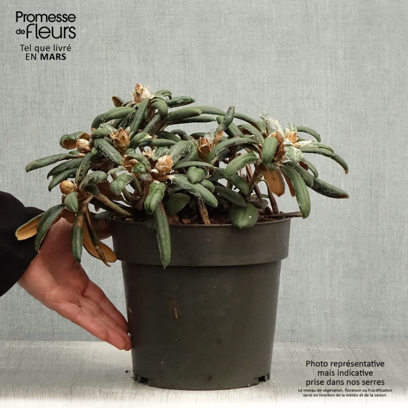 Exemplar von Rhododendron yakushimanum Koichiro Wada Topf mit 4L/5L wie im Frühjahr geliefert