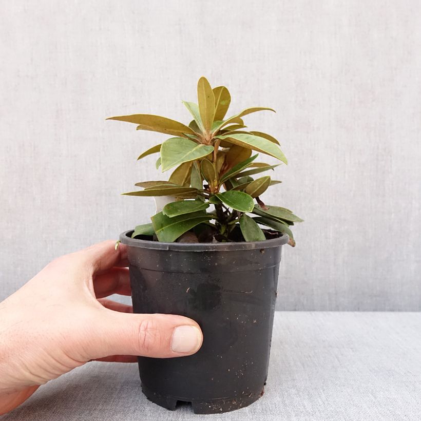 Example of Rhododendron yakushimanum Morgenrot Topf 12 cm / 13 cm as you get in hiver