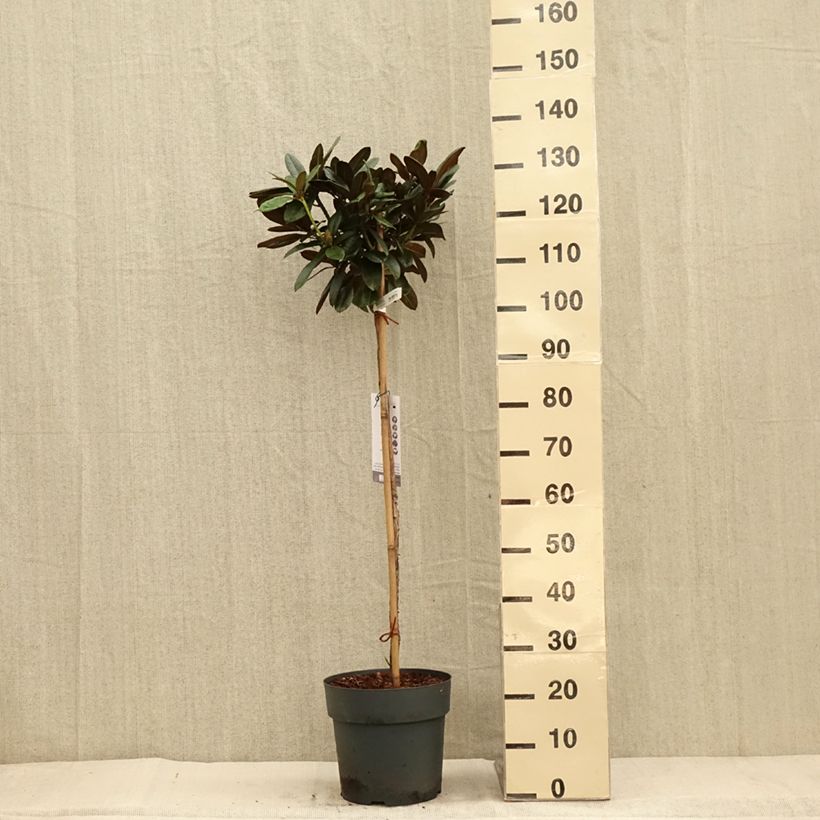 Example of Rhododendron yakushimanum Morgenrot Topf mit 7,5L/10L as you get in automne