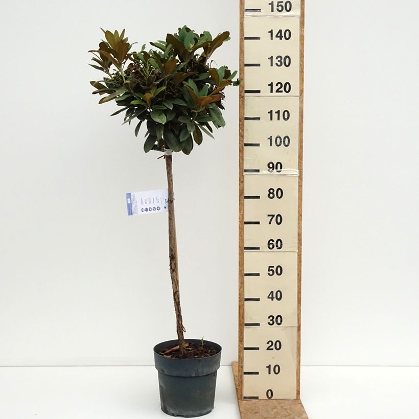 Exemplar von Rhododendron yakushimanum Morgenrot Topf mit 7,5L/10L, Stamm wie im Sommer geliefert