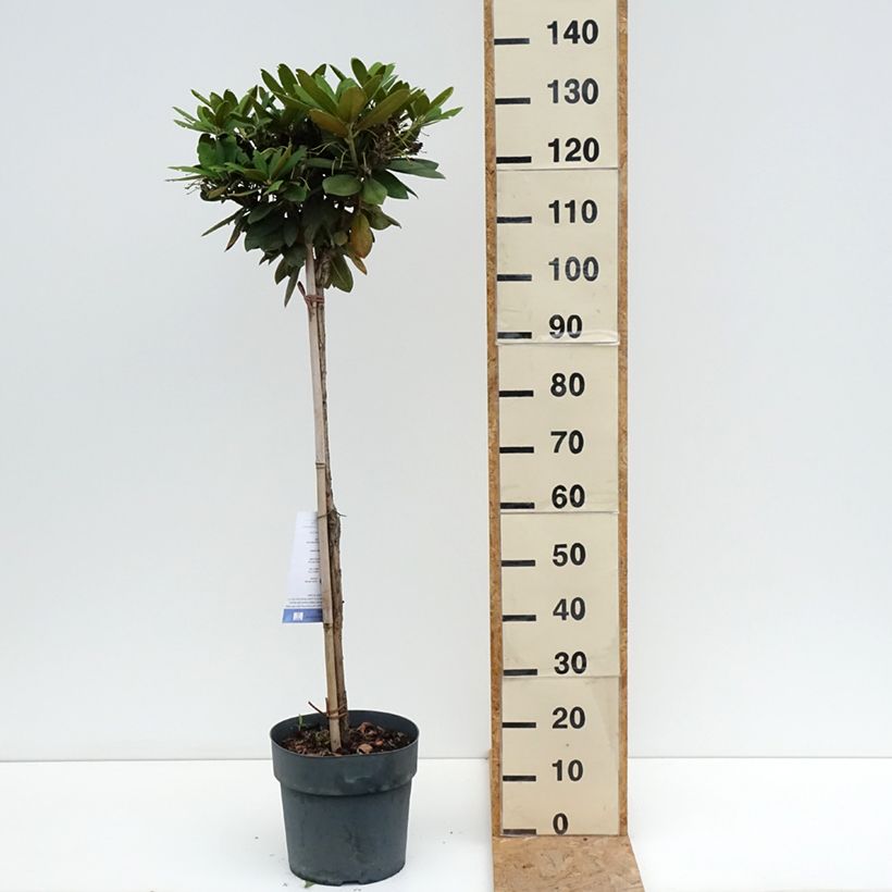 Example of Rhododendron yakushimanum Polaris Topf mit 7,5L/10L as you get in ete