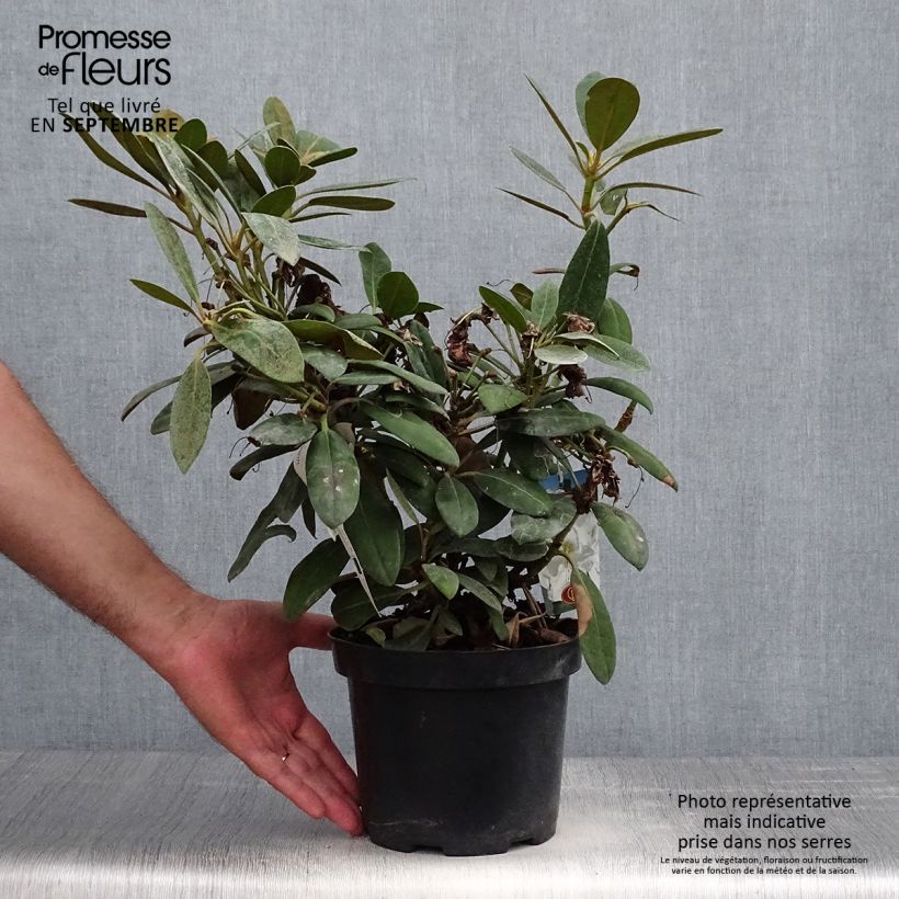 Example of Rhododendron yakushimanum Porzellan Topf mit 3L/4L as you get in automne