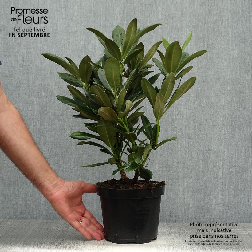 Example of Rhododendron yakushimanum Sneezy Topf mit 2L/3L as you get in automne