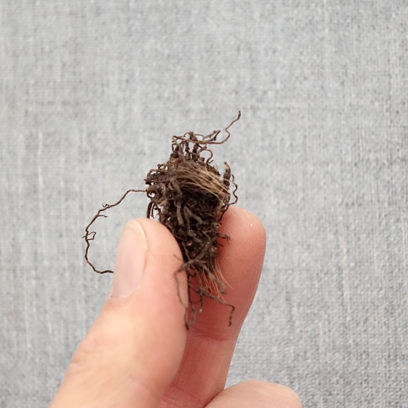 Example of Rhodohypoxis Rose Queen - Grasstern Zwiebel size I as you get in printemps