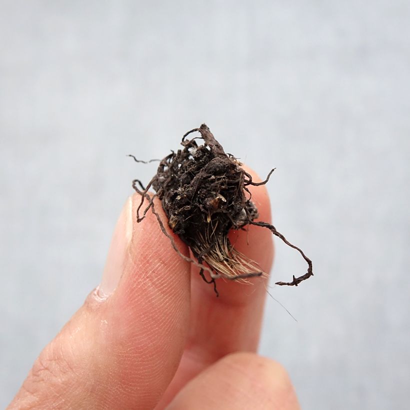 Example of Rhodohypoxis White Princess - Grasstern Zwiebel size I as you get in printemps