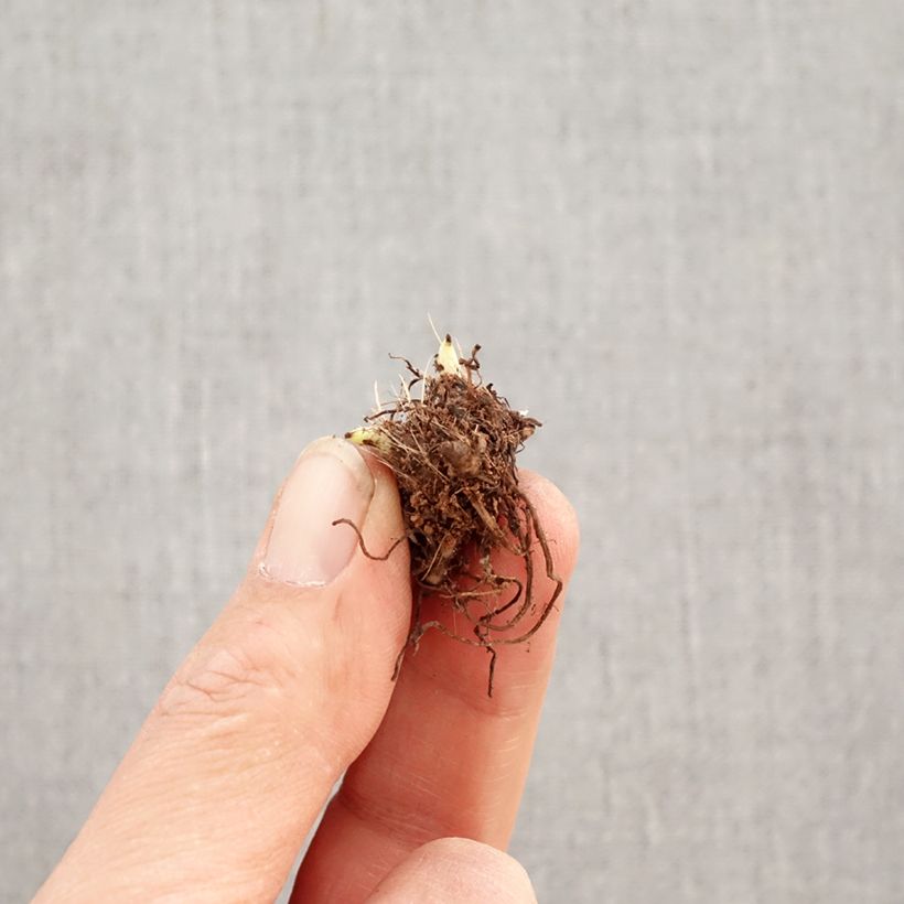 Exemplar von Rhodoxis Abigail - Grasstern Zwiebel Kaliber/Größe I wie im Frühjahr geliefert
