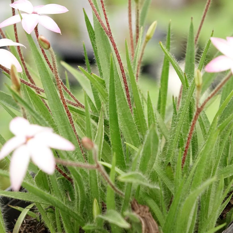 Rhodohypoxis Fairy Kisses - Grasstern (Foliage)