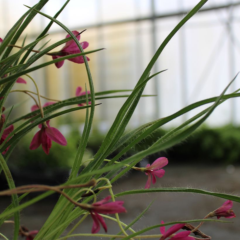 Rhodohypoxis Beverly - Grasstern (Foliage)