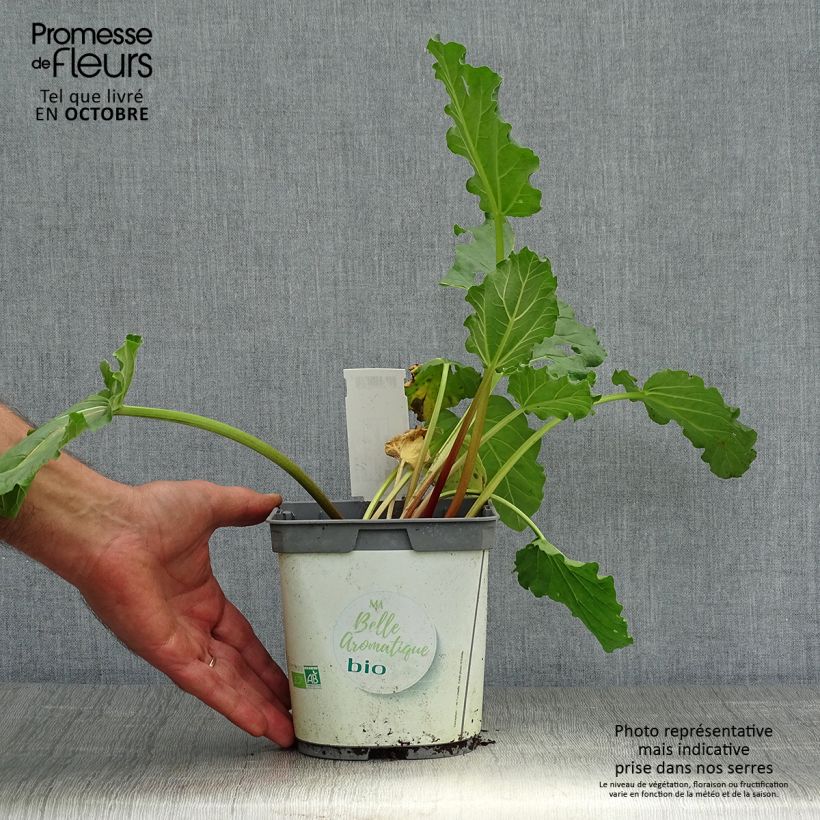 Example of Rhapontik-Rhabarber - Rheum raponticum Topf mit 1L/1,5L as you get in automne