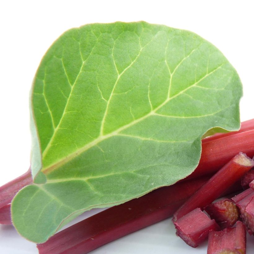 Rhapontik-Rhabarber Canada Red (Foliage)