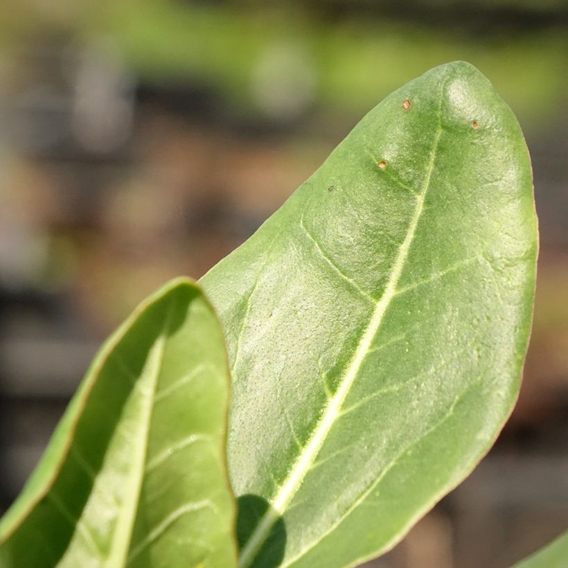 Rheum alexandrae - Alexandra-Rhabarber (Foliage)