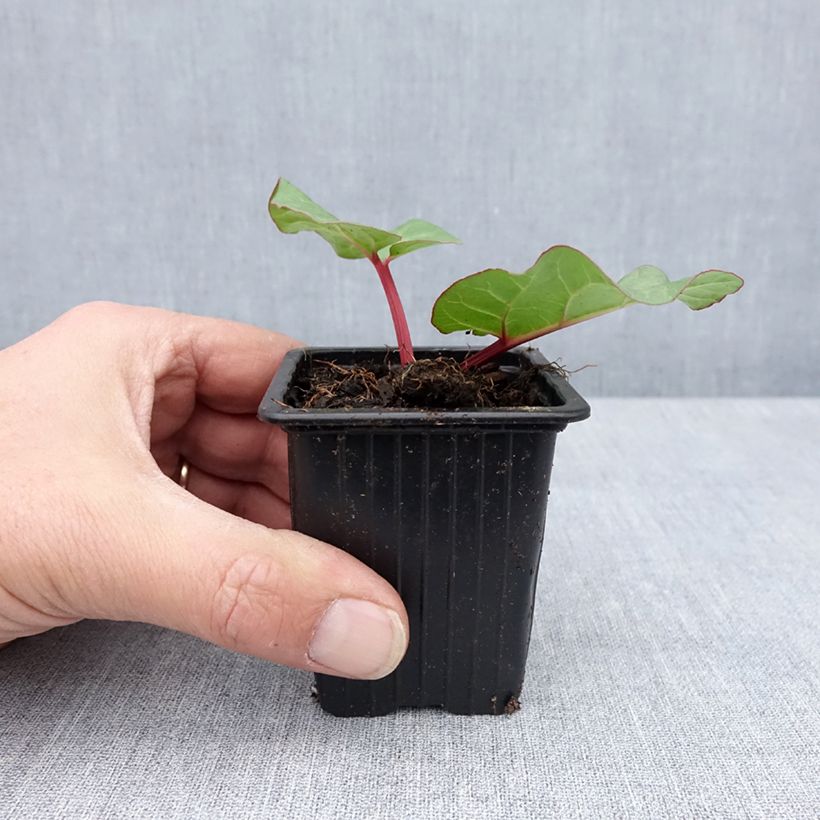 Exemplar von Rhabarber Victoria Kleine Töpfe von 8/9 cm wie im Frühjahr geliefert