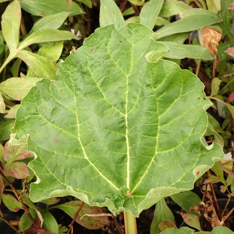 Rhabarber Frambozen Rood (Foliage)