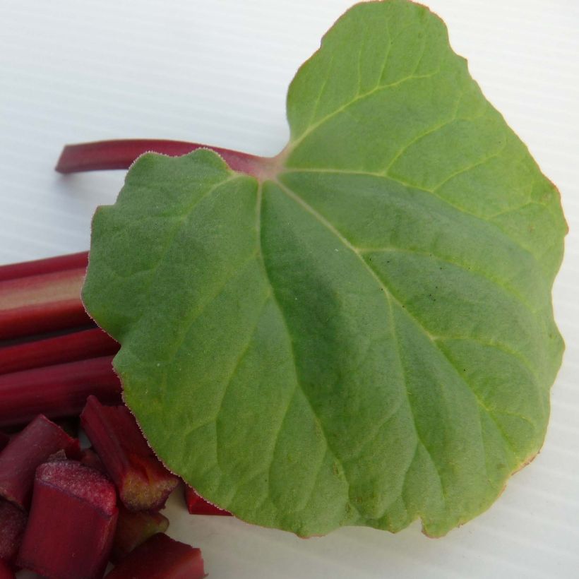 Rhapontik-Rhabarber Fulton's Strawberry Surprise (Foliage)