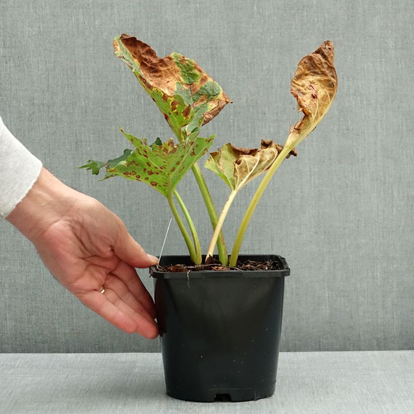 Exemplar von Rheum palmatum var. tanguticum - Handlappiger Rhabarber Topf mit 2L/3L wie im Herbst geliefert