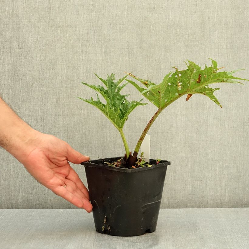 Exemplar von Rheum palmatum var. tanguticum - Handlappiger Rhabarber Topf mit 2L/3L wie im Sommer geliefert