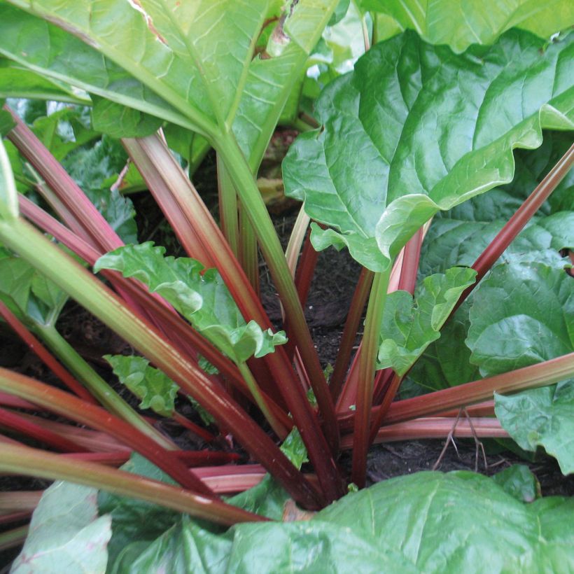 Rhabarber Raspberry Red (Foliage)
