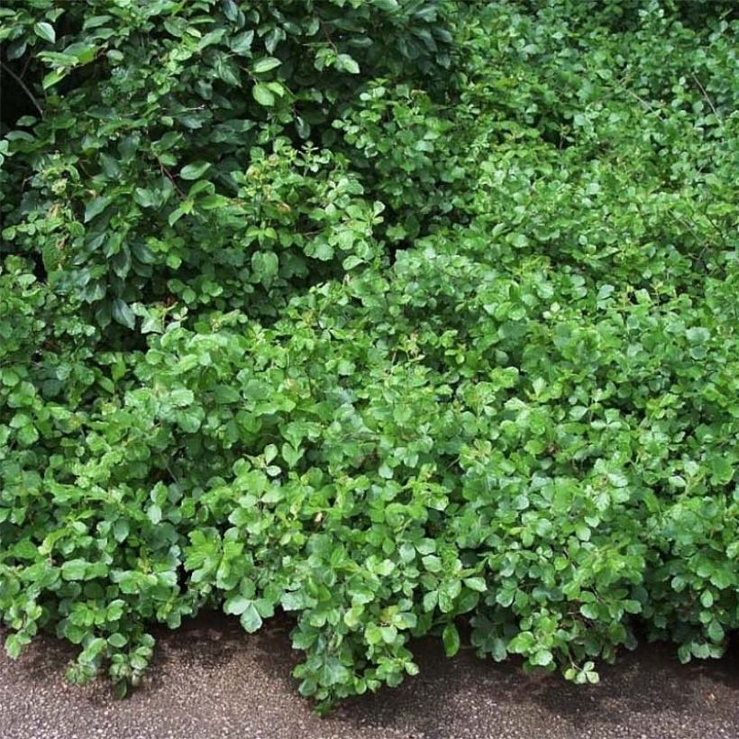 Rhus aromatica Gro-Low - Duftende Sumach (Plant habit)