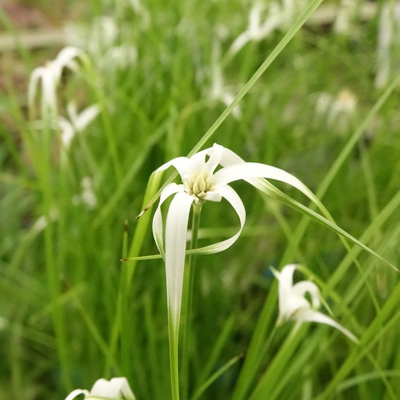 Rhynchospora colorata - Sterntänzer (Flowering)