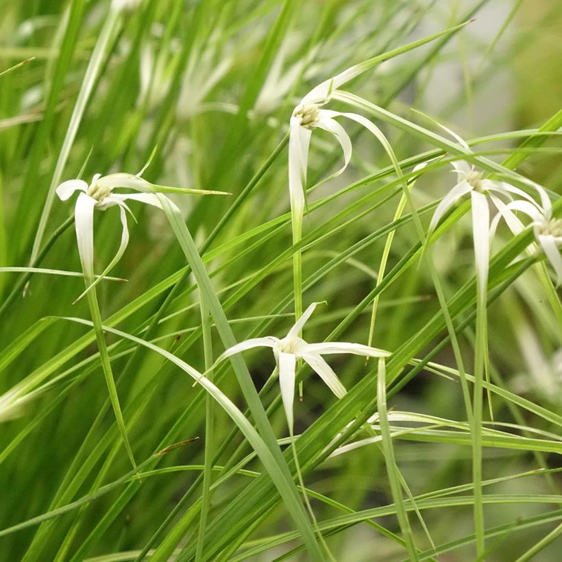 Rhynchospora colorata - Sterntänzer (Plant habit)
