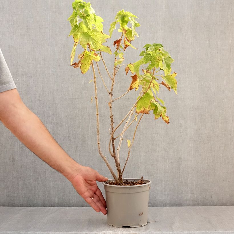 Example of Kanadische Johannisbeere Variegatum - Ribes americanum Topf mit 3L/4L as you get in ete