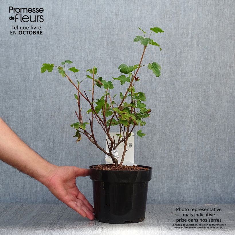 Example of Gordon-Johannisbeere - Ribes gordonianum Topf mit 3L/4L as you get in automne