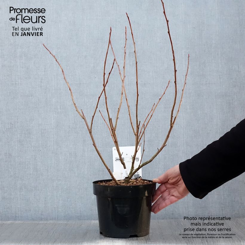 Exemplar von Gordon-Johannisbeere - Ribes gordonianum Topf mit 3L/4L wie im Winter geliefert