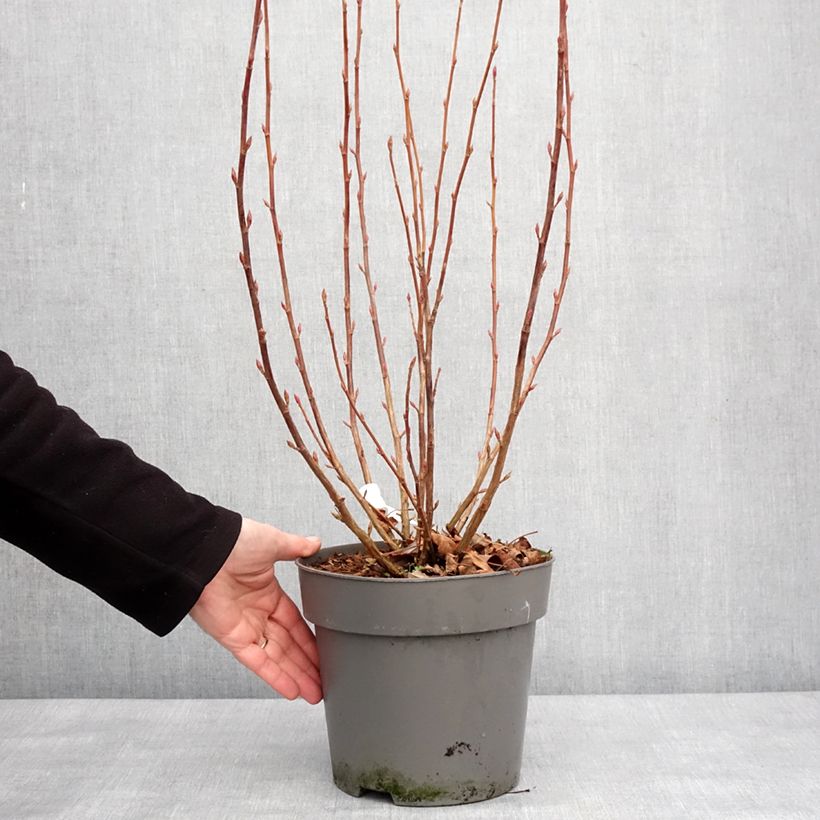 Example of Blut-Johannisbeere Amore - Ribes sanguineum Topf mit 4L/5L as you get in hiver