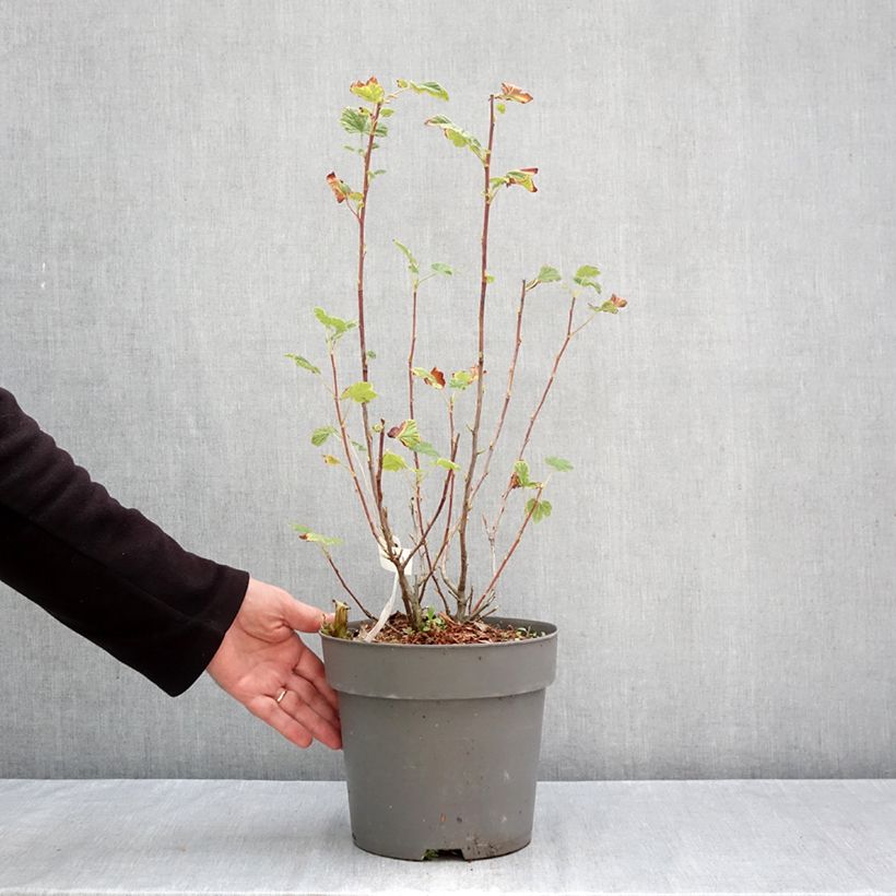 Exemplar von Blut-Johannisbeere Amore - Ribes sanguineum Topf mit 4L/5L wie im Herbst geliefert