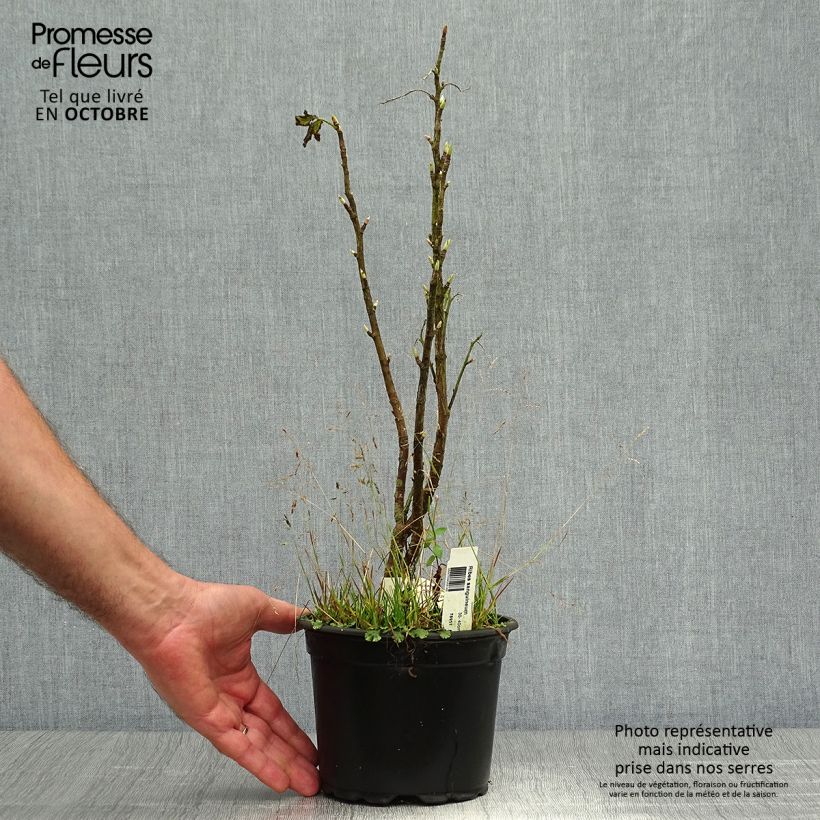 Example of Blut-Johannisbeere - Ribes sanguineum Topf mit 3L/4L as you get in automne