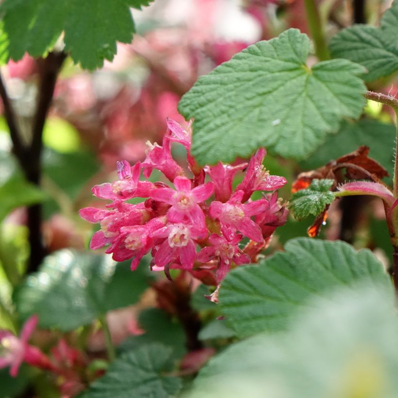 Blut-Johannisbeere Johannie PinkPomp - Ribes sanguineum (Blüte)